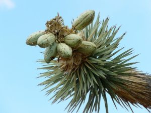 Joshua Tree (Yucca)
