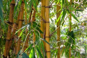 Bambus im Garten